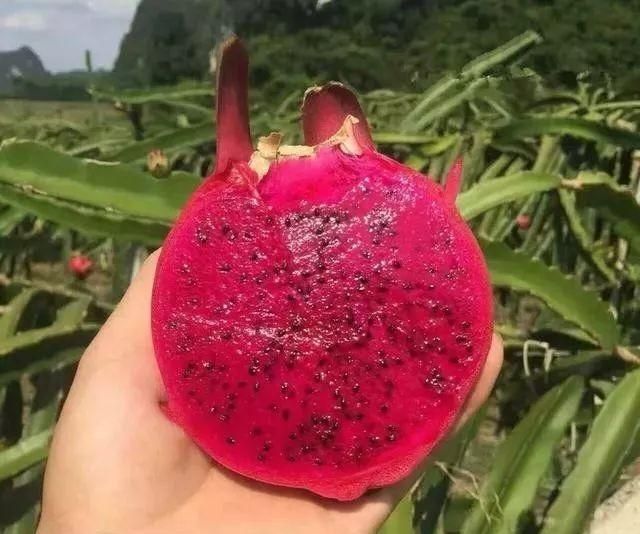 火龙果的种植技术！