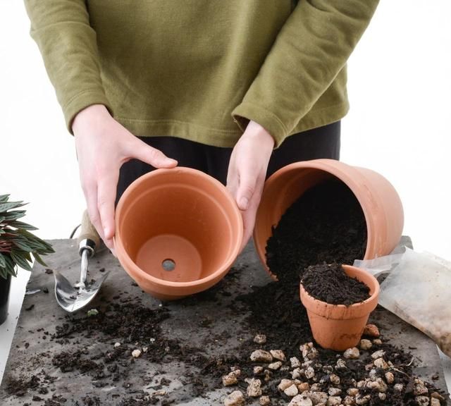 陶盆、陶瓷盆、塑料盆哪种好？用错花盆植物容易挂，特别是乱换盆