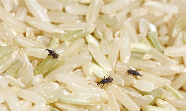 为什么大米放久了会长小虫子？哪儿来的？一个方法“赶尽杀绝”