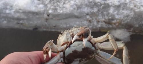 大闸（河）蟹—越冬暂养能增收