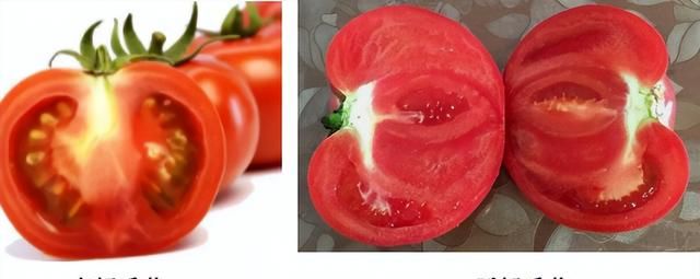 没有种子的番茄能吃吗？