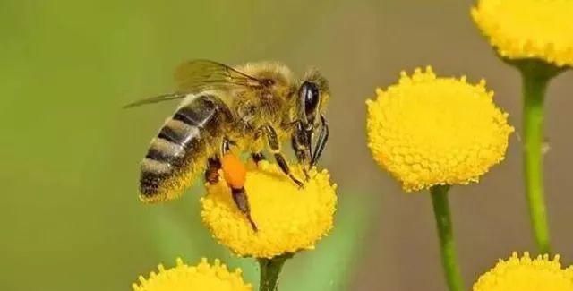 为什么蜂蜜会有不同的味道，弄清蜜蜂采蜜原理，轻松知道答案
