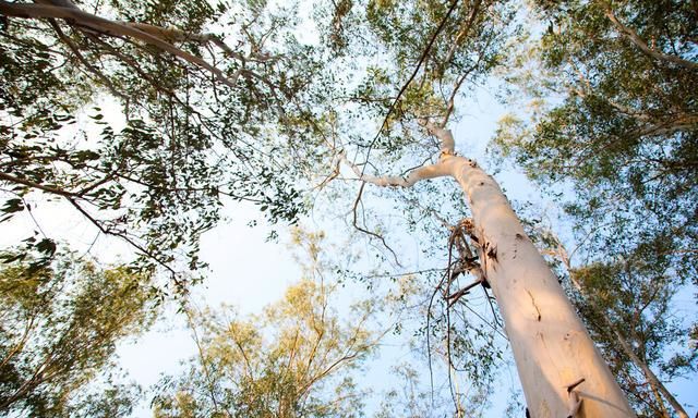 保护尤加利树对我们环境有许多好处