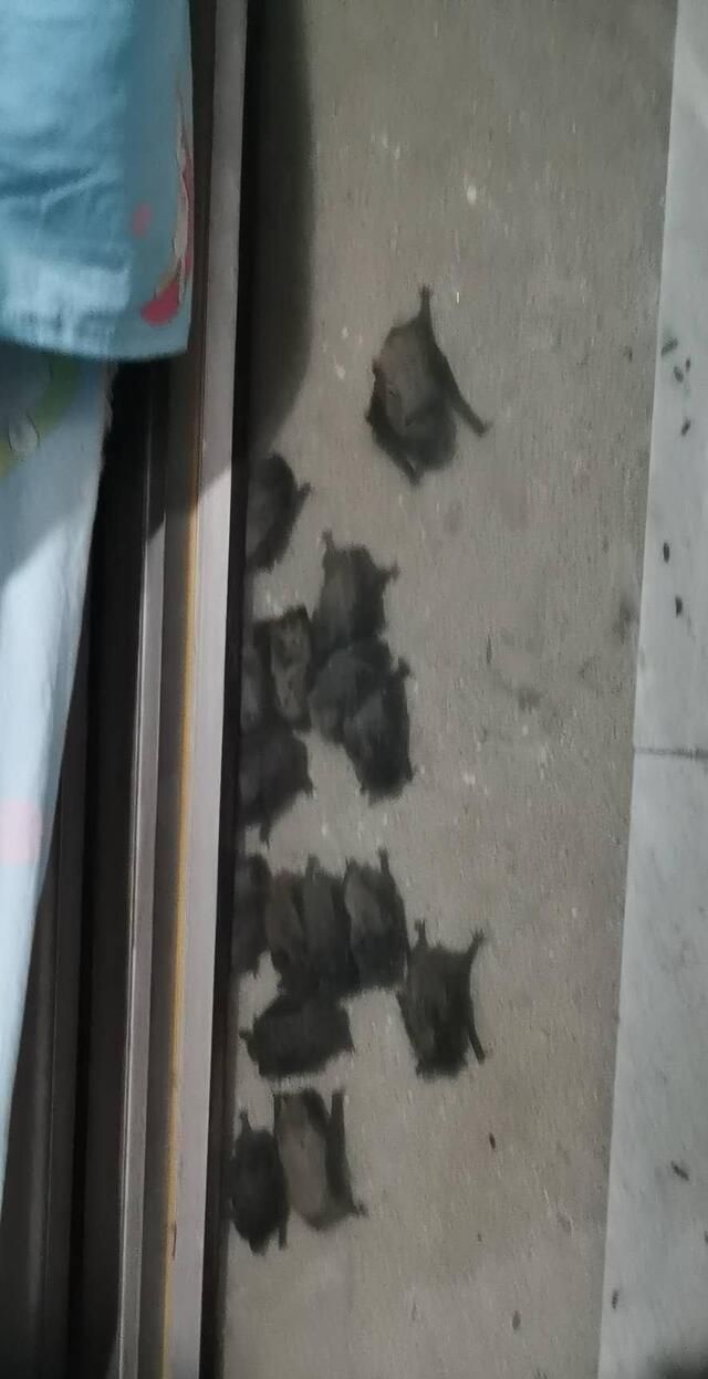 21只蝙蝠阳台外安家 住户害怕求助物业