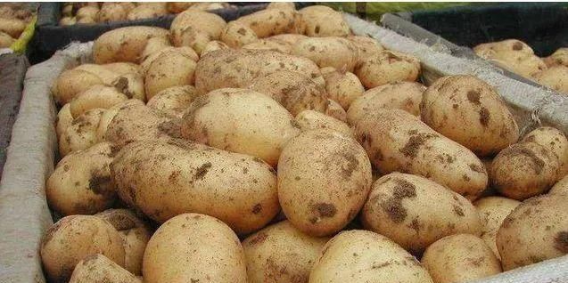 保存土豆这么简单，教你4个小技巧，放半年都不长芽不变绿