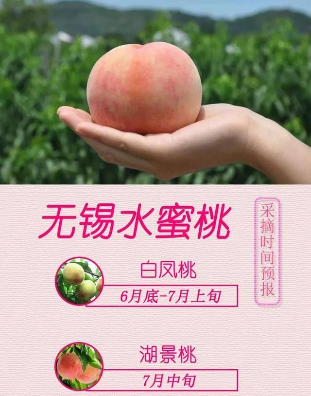 “甜过初恋”！阳山水蜜桃中的“白富美”白凤、湖景今年将提前上市