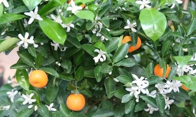 三种不同的观赏橘，金桔、四季桔和砂糖桔，为啥容易掉果实？