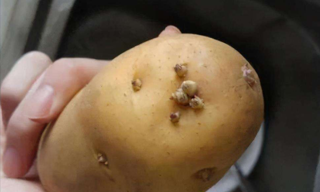 科学之旅（13）发芽土豆的正确处理方法