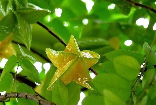 每日风物：下河杨桃，会变成星星的水果