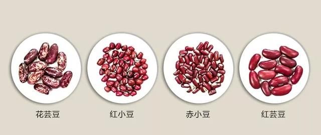 红豆家族人口多 各有各的不同 你知道如何区分吗？