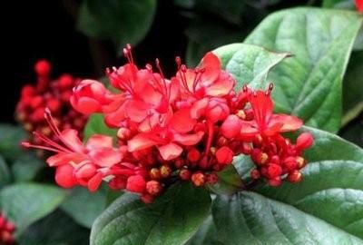 花开很漂亮，人称“状元红”，作用也不小，很多人不知道它的价值