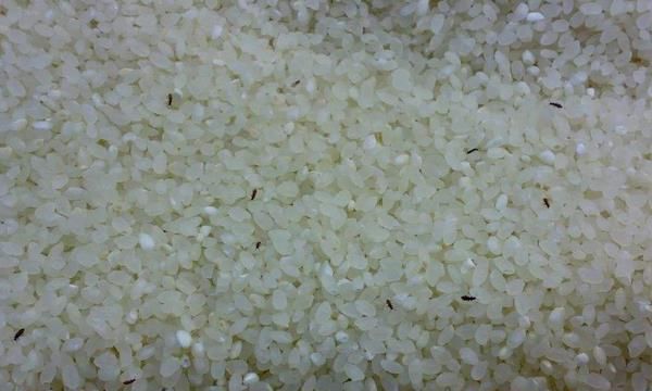 米出虫了还可以吃吗，米出虫是什么问题，怎么解决？
