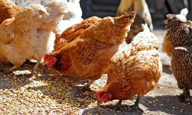 玉米喂鸡的窍门，用这四个小技巧，养鸡既能提高效益又能省成本