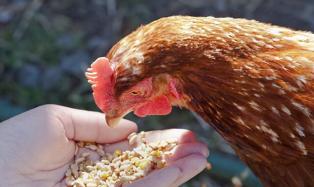 玉米喂鸡的窍门，用这四个小技巧，养鸡既能提高效益又能省成本