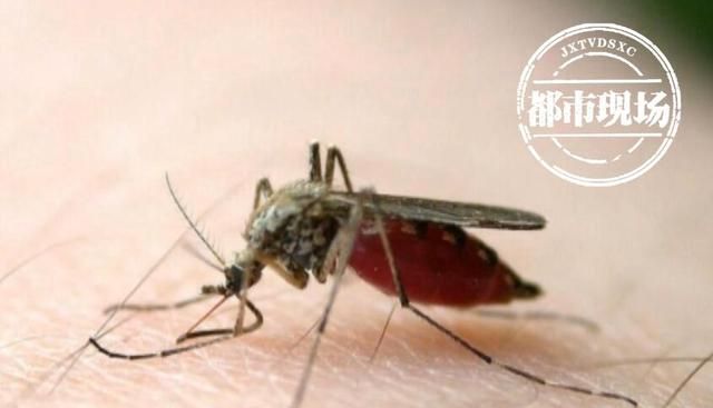 地球上十大害虫，蚊子居榜首，专家教你如何防蚊灭蚊