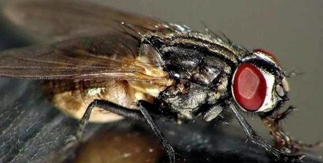 美国12岁女孩被200只蝇蛆啃噬大脑，医生：用生培根引诱它们出来