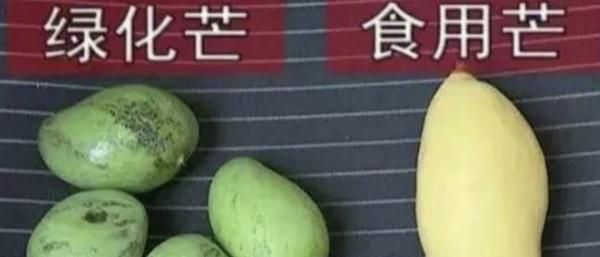 广东街头这种常见的果子，千万别吃