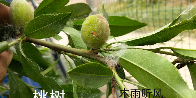 桃子里常见的虫子，果蝇与桃小食心虫的防治方法，你了解吗？