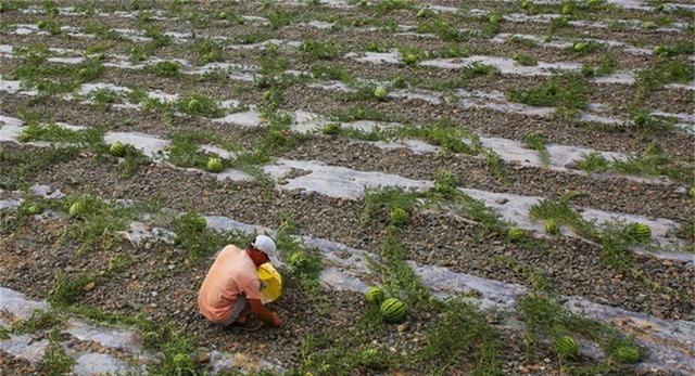 硒砂瓜年赚25亿，如今为何被局部禁种？“戈壁西瓜”危害有多大？