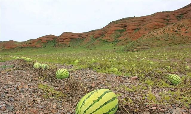 硒砂瓜年赚25亿，如今为何被局部禁种？“戈壁西瓜”危害有多大？