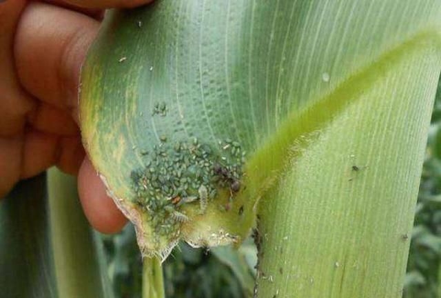 玉米蚜虫危害大，前期预防不到位，后期大面积发生该怎么办？