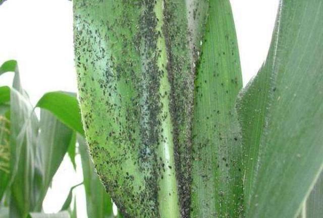 玉米蚜虫危害大，前期预防不到位，后期大面积发生该怎么办？