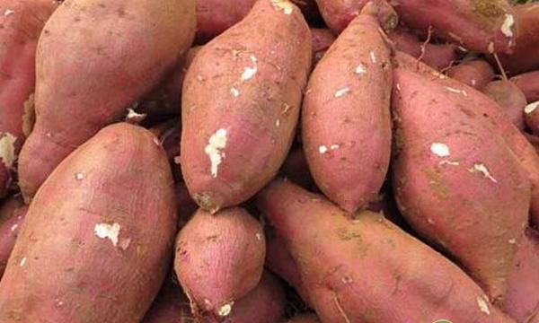 红薯有没有种子？为什么红薯常用红薯蔓繁殖？