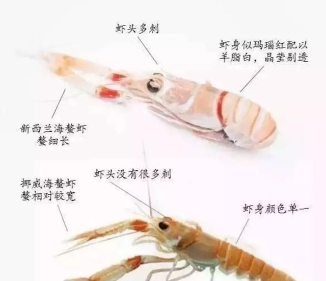 吃了这么多年虾，你能分清品种吗？