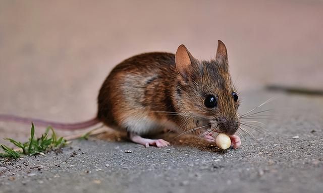 老鼠有什么危害，消灭老鼠有哪些比较好的办法？