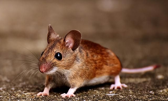 老鼠有什么危害，消灭老鼠有哪些比较好的办法？