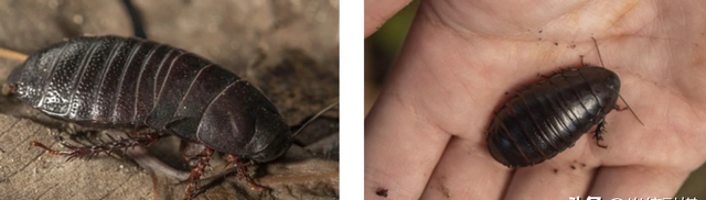 “灭绝”了80多年的蟑螂，怎么又重新出现了？！