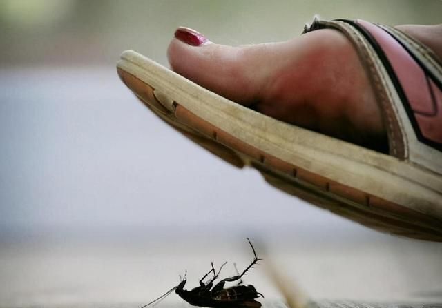 蟑螂被踩死后竟然会有这么多的危害，看过以后再也不敢用脚踩了