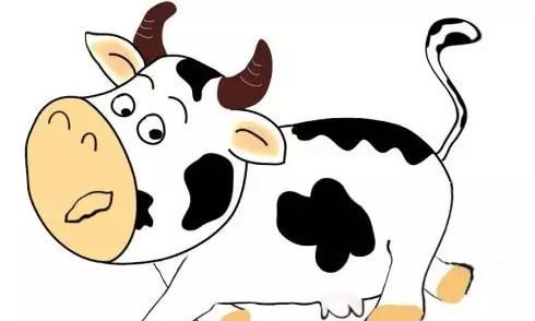 奶牛有公的公牛吗,为啥奶牛没有公的图2