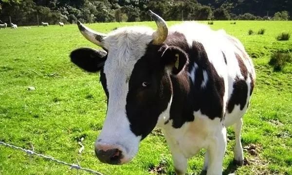 奶牛有公的公牛吗,为啥奶牛没有公的图15