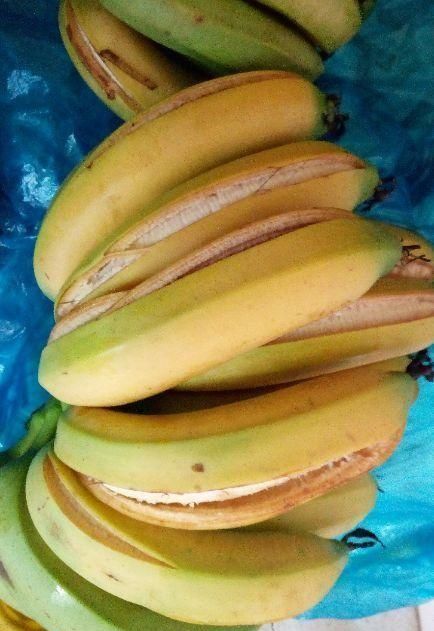青蕉、黄蕉果皮开裂原因分析及解决方案