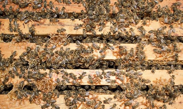 新手养蜂，如何进行人工分蜂？用这4种方法，简单实用