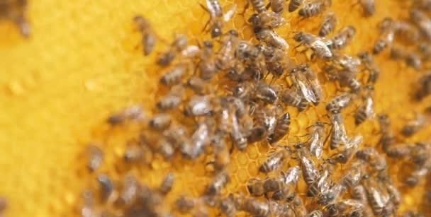 新手养蜂，如何进行人工分蜂？用这4种方法，简单实用