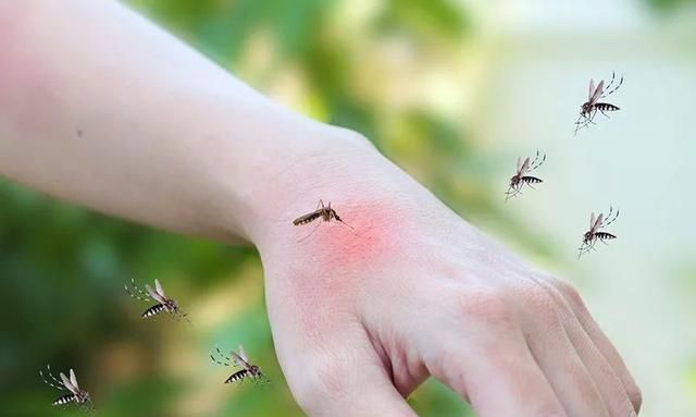 每年超70万人死亡！蚊子包越大，毒性越大？