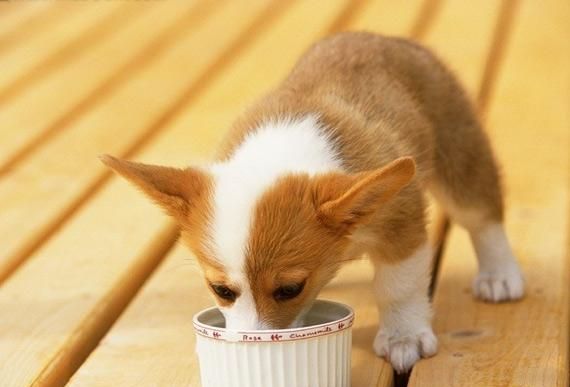 自制狗粮的十种方法，让你的狗狗健康成长！