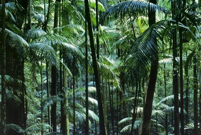 亚马逊雨林为何被称为危险禁区？盘点亚马逊雨林中的恐怖生物