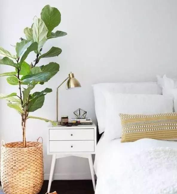 哪些植物可以放在卧室里面，哪些又不能？