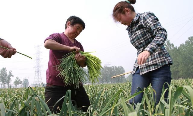 蒜苔的贮藏保鲜技术，分享好的贮藏方法助力农民增收
