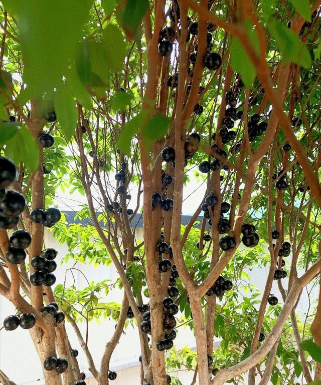 “土豪水果”嘉宝果，树葡萄长什么样？