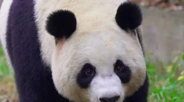 大熊猫外形特点