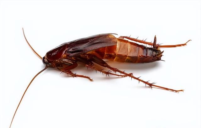 看见蟑螂可以直接踩死吗？