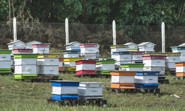 夏季养蜂，如何给蜂箱降温？处理好这7个问题，蜂群安全度夏