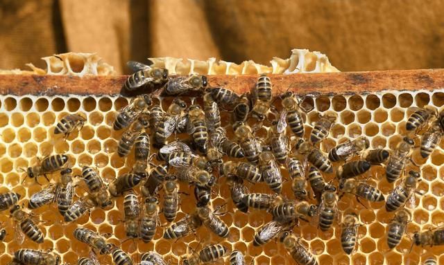 夏季养蜂，如何给蜂箱降温？处理好这7个问题，蜂群安全度夏