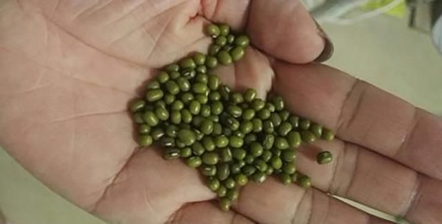 家庭主妇小技巧，绿豆怎么鉴别好坏，遇到这些绿豆再便宜也不能买