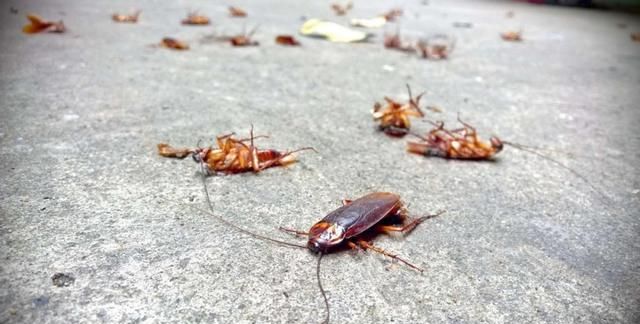 在家里，把蟑螂踩死会越踩越多吗？如何灭蟑螂最有效？告诉你做法
