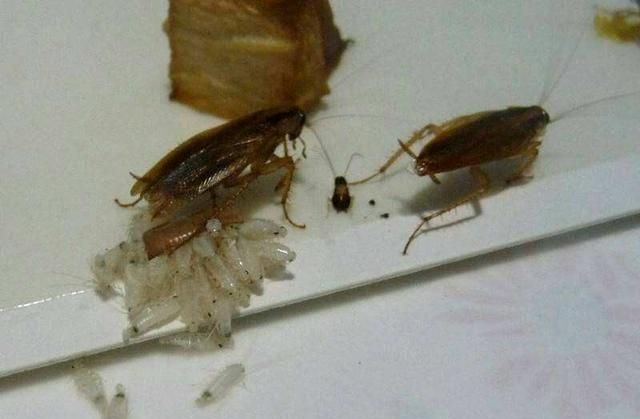 在家里，把蟑螂踩死会越踩越多吗？如何灭蟑螂最有效？告诉你做法